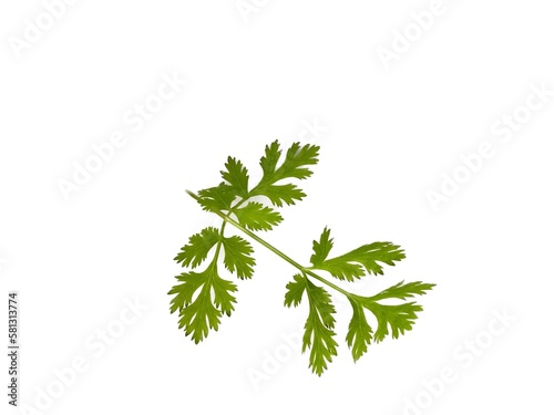 coriander leaves on a white background