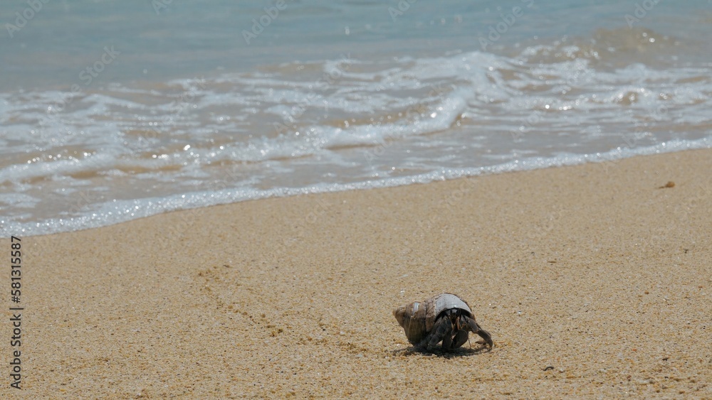 Hermit crab exploring sandy beach with beautiful shell and ocean waves in the background. Cute crustacean enjoying a day at the coast. Hermit crab exploring sandy beach with beautiful shell and ocean waves in the background. Cute crustacean enjoying a day at the coast.