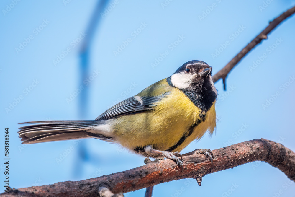 Obraz premium Cute bird Great tit, songbird sitting on the branch with blured background