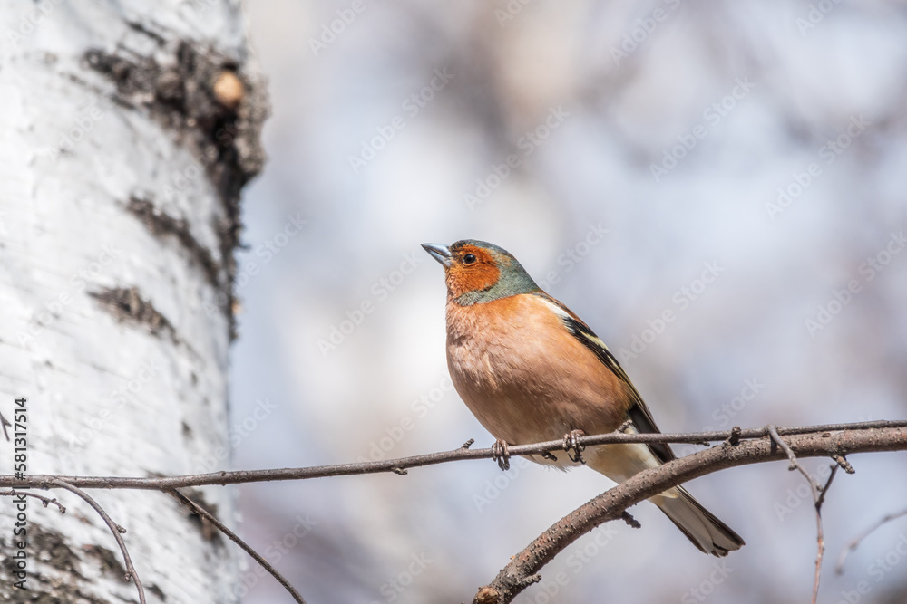 Common chaffinch, Fringilla coelebs, sits on a tree. Common chaffinch in wildlife. Common chaffinch, Fringilla coelebs, sits on a tree. Common chaffinch in wildlife.