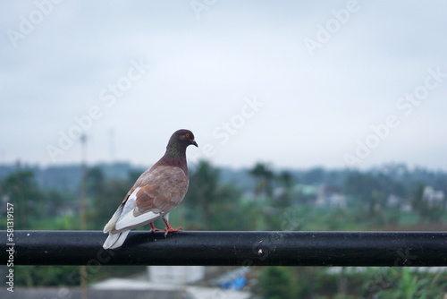 Pigeon perched on a fence against a cloudy sky background photo