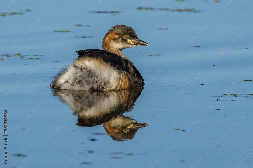 Australian Grebe in Victoria Australia Australian Grebe in Victoria Australia