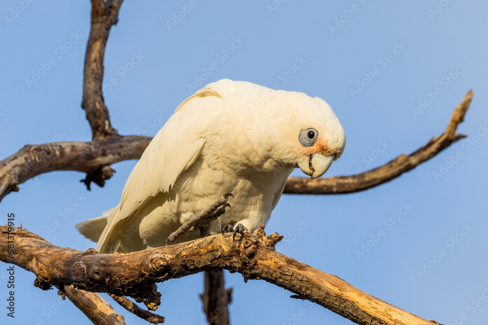 Little Corella in Victoria, Australia Little Corella in Victoria, Australia