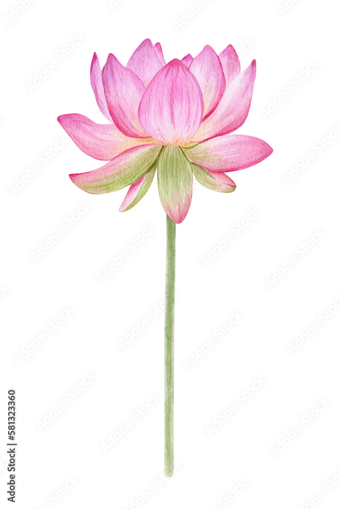 Pink lotus. Watercolor illustration. isolated on a white background. Chinese water lily. An element for the design of invitations, movie posters, fabrics and other items. Pink lotus. Watercolor illustration. isolated on a white background. Chinese water lily. An element for the design of invitations, movie posters, fabrics and other items.