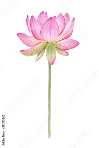 Pink lotus. Watercolor illustration. isolated on a white background. Chinese water lily. An element for the design of invitations, movie posters, fabrics and other items.