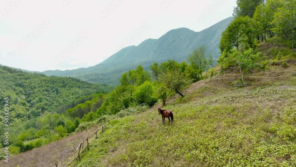 Lone horse on top of the hill overlooking mountains and forest Lone horse on top of the hill overlooking mountains and forest