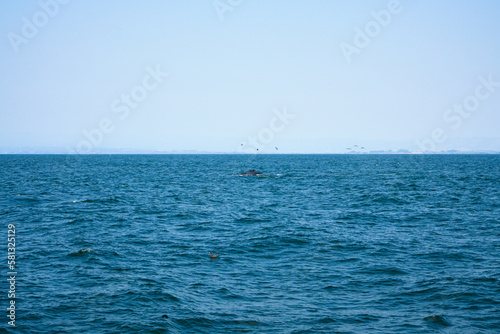 Whale watching in Monterey, California