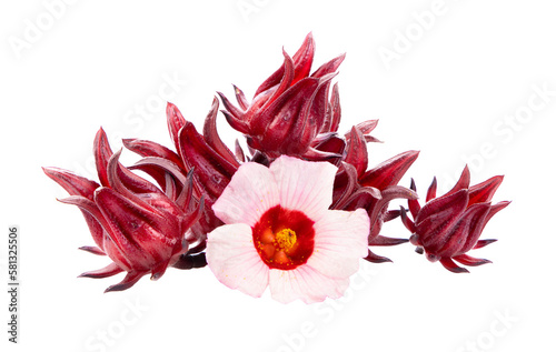 roselle hibiscus with leaf on transparent png photo