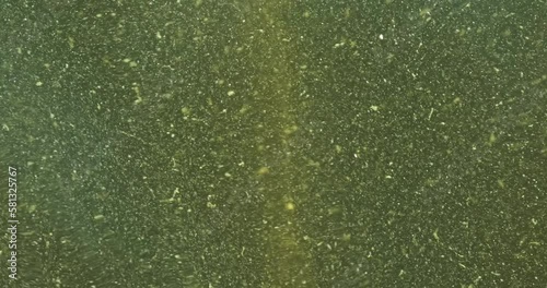  Green algae particles in river water in summer. Dangerous germs, close up. Development of dangerous microbes in lake, river, pond, pool water. Global environmental pollution. Algae bloom background photo