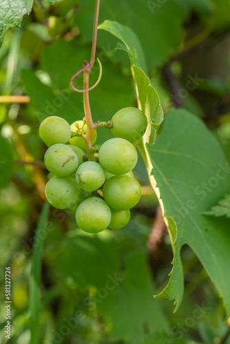 Green grapes in the garden, backyard, agriculture filed, vineyard