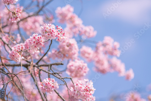河津桜