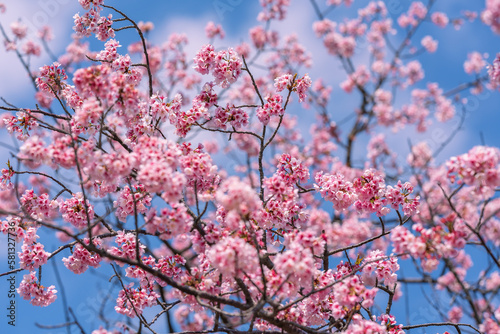河津桜