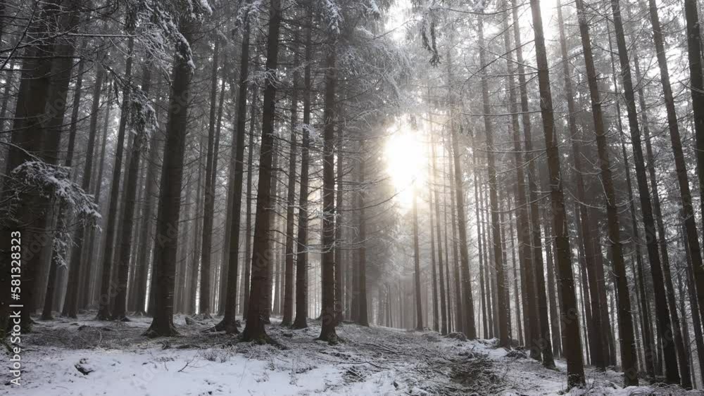 Fantastic snowy winter landscape, magic sunset in the forest, Fantastic snowy winter landscape, magic sunset in the forest,