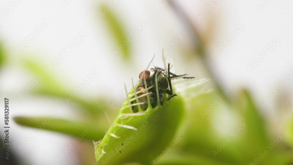 Venus Flytrap plant with trapped house fly. Wide view of back portion of plant and insect. Slow motion. Macro. Clip A Venus Flytrap plant with trapped house fly. Wide view of back portion of plant and insect. Slow motion. Macro. Clip A