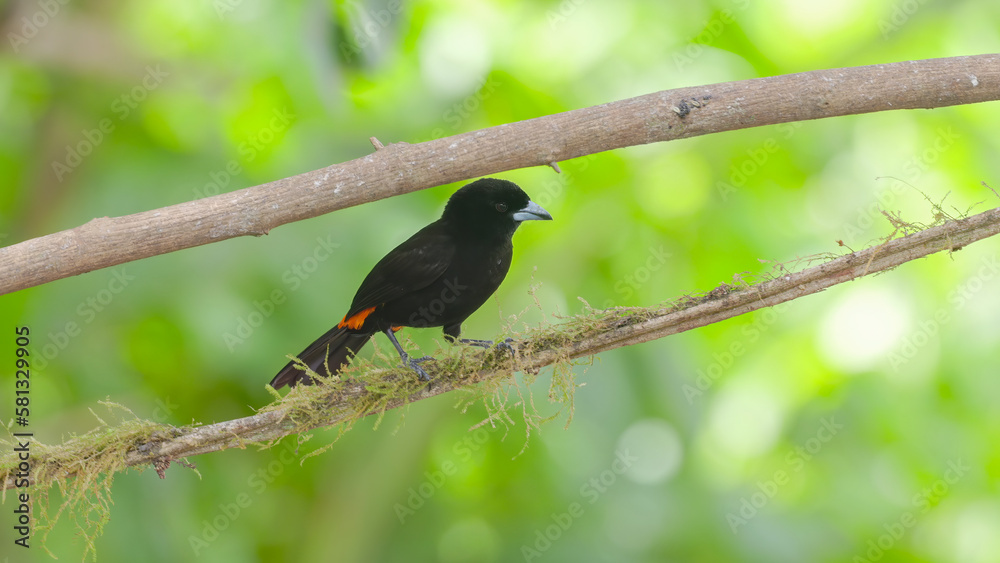 front view of a cherries tanager on a perch in a garden at sarapiqui front view of a cherries tanager on a perch in a garden at sarapiqui