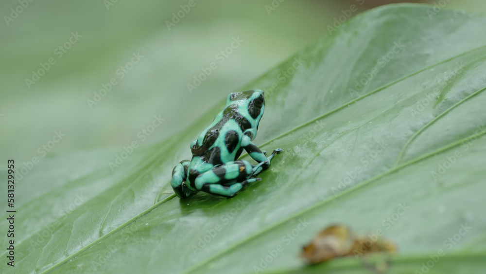 green and black poison dart frog with a tadpole on her back at costa rica green and black poison dart frog with a tadpole on her back at costa rica