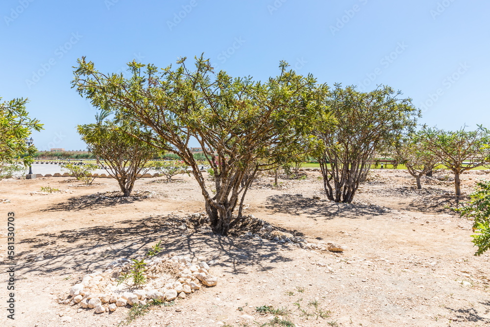 frankincense tree on a summer sunny day in Dhofar Region in Sultanate of Oman frankincense tree on a summer sunny day in Dhofar Region in Sultanate of Oman
