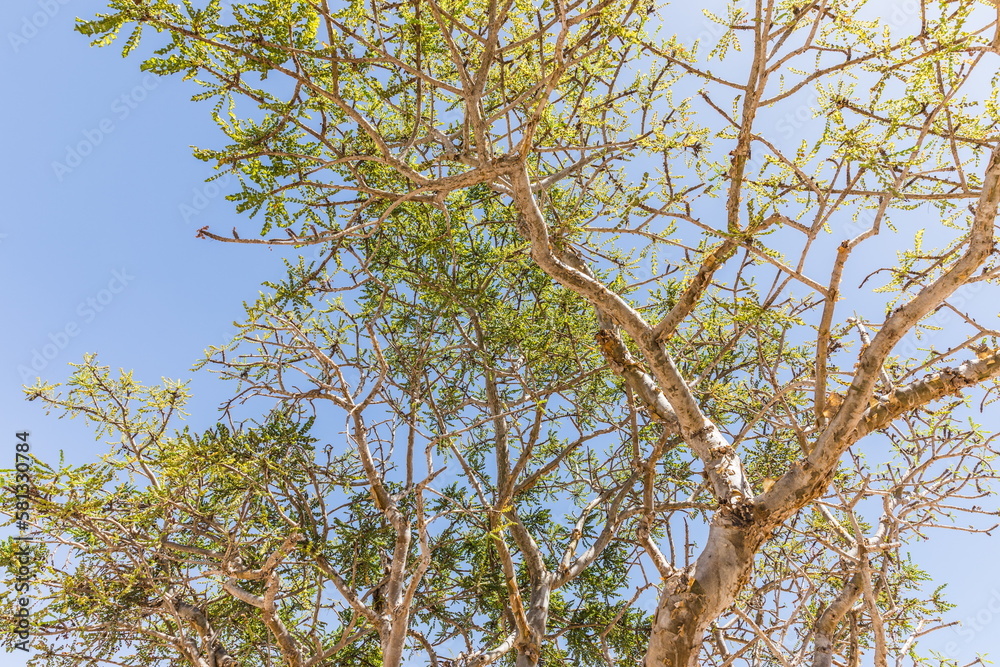 frankincense tree on a summer sunny day in Dhofar Region in Sultanate of Oman frankincense tree on a summer sunny day in Dhofar Region in Sultanate of Oman