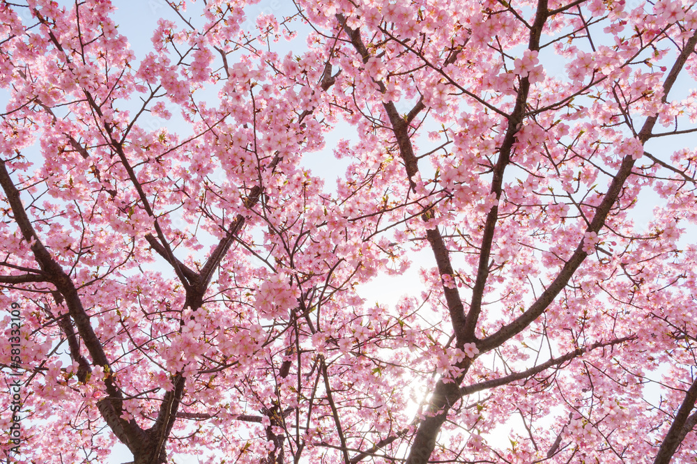 Beautiful pink cherry blossoms swaying in the wind on a sunny spring day.