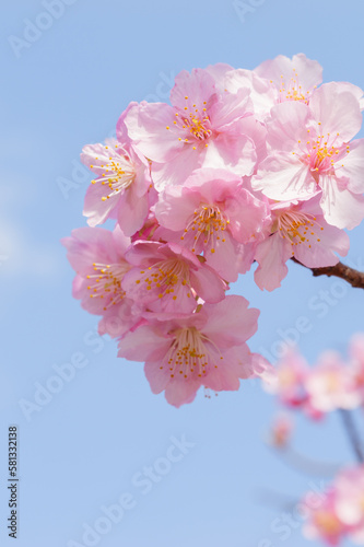 Beautiful pink cherry blossoms swaying in the wind on a sunny spring day.