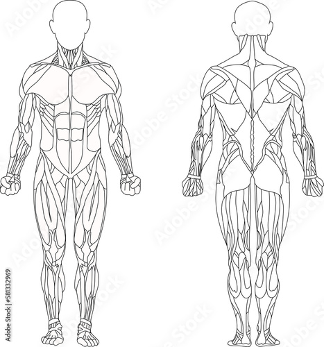  Human body. Man. Muscles of the male body. Front and back views. Vector.