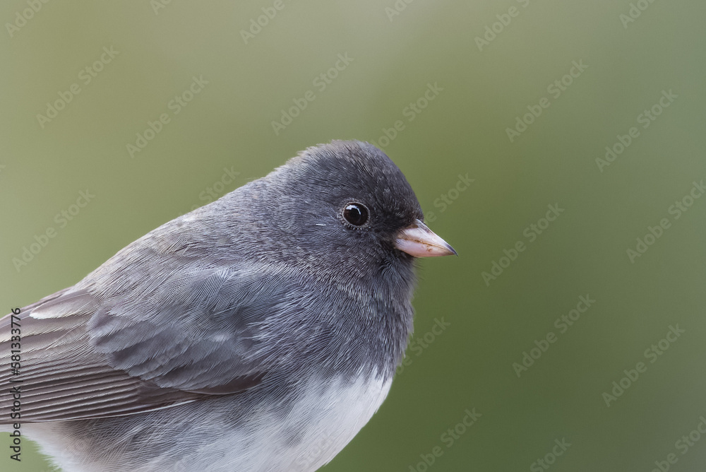 Small Bird (Dark-Eyed Juncos) perched Small Bird (Dark-Eyed Juncos) perched