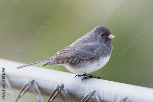 Small Bird (Dark-Eyed Juncos) perched photo