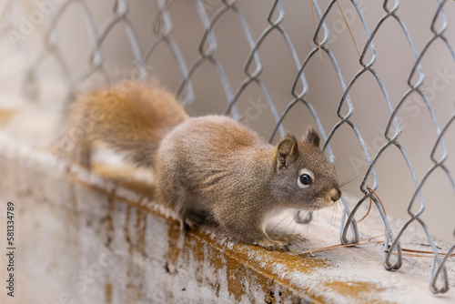 Red Squirrel cute little animals in the yard