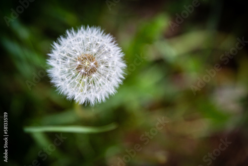 View to blooming dandelion in the grass