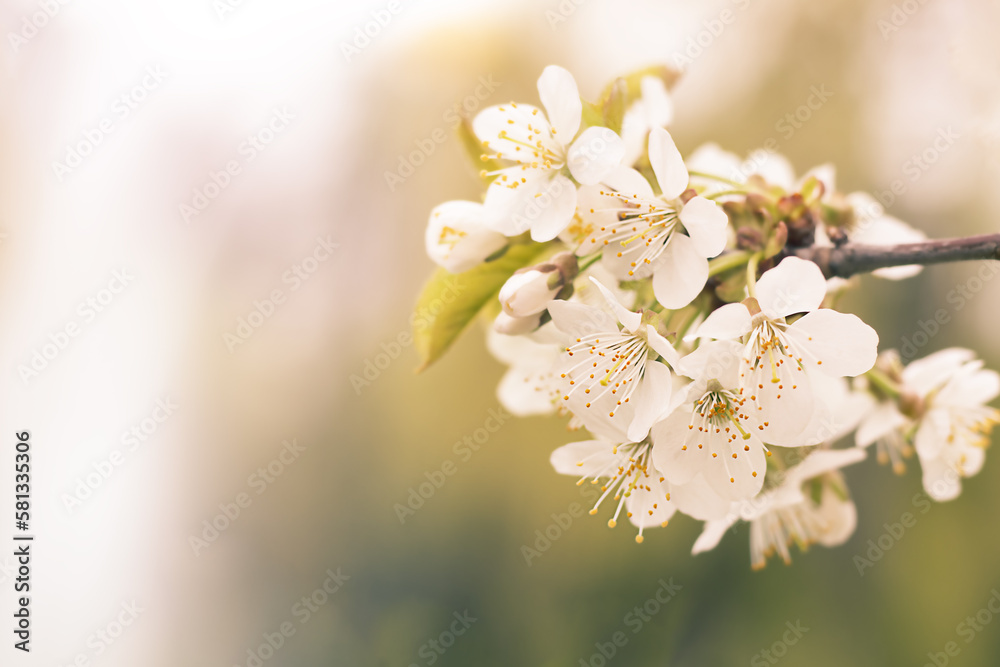 Cherry blossom close up. Branch of cherry flowers on a blurred background. Selective focus. Copyspace Cherry blossom close up. Branch of cherry flowers on a blurred background. Selective focus. Copyspace