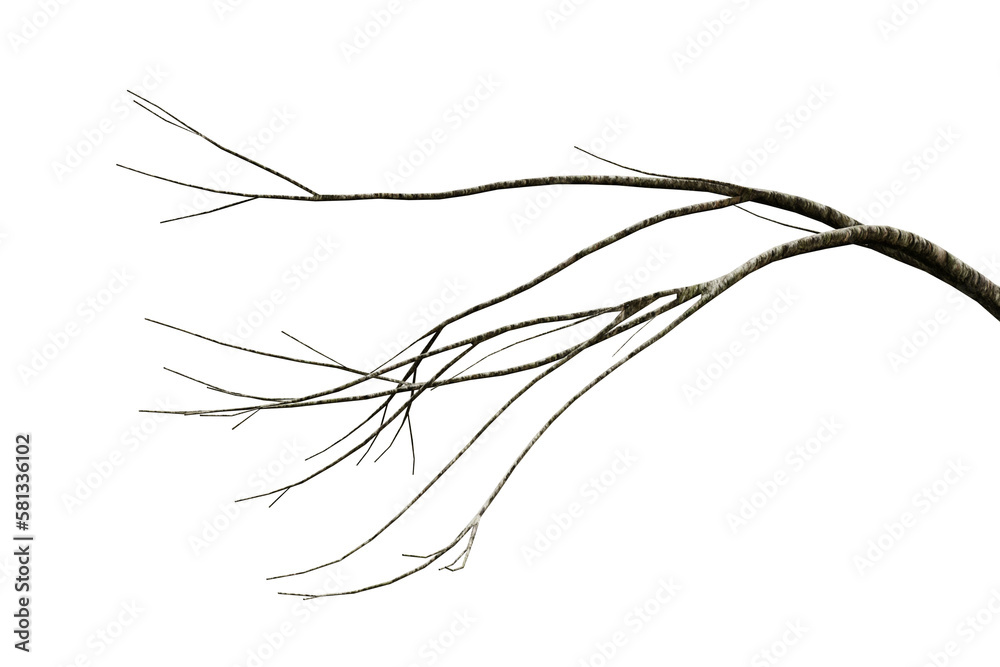 Fototapeta premium Tree dry branch isolated on transparent background, 3d render illustration.