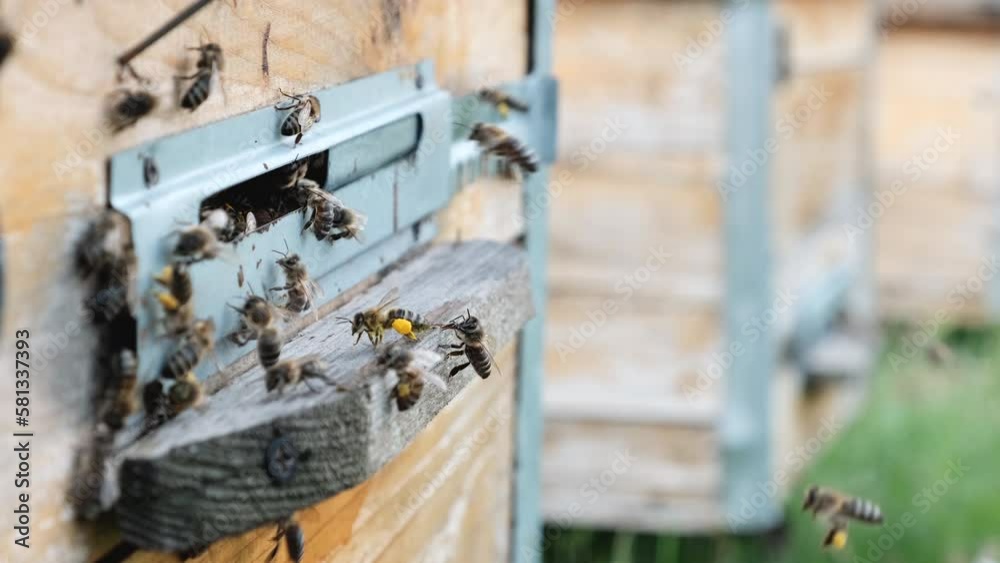 The bees circle around the hive and put the freshly floral nectar and flower pollen inside the hive. Slow-motion video. Apiary. The bees circle around the hive and put the freshly floral nectar and flower pollen inside the hive. Slow-motion video. Apiary.