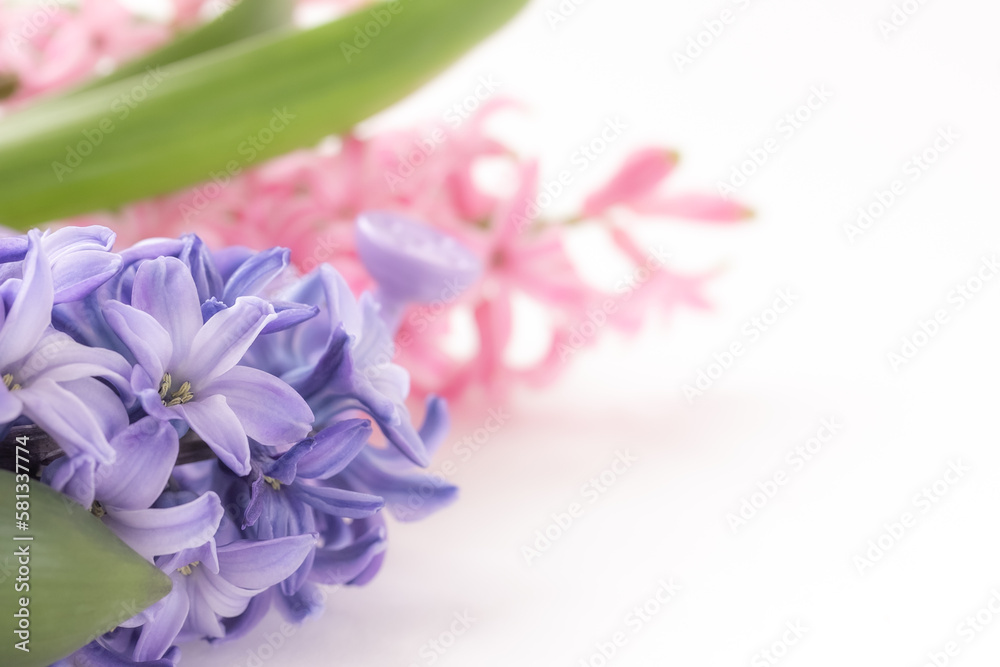 Blue and pink blooming hyacinth flower on white, copy space for product display , mock up. Fantasy floral background, spring concept