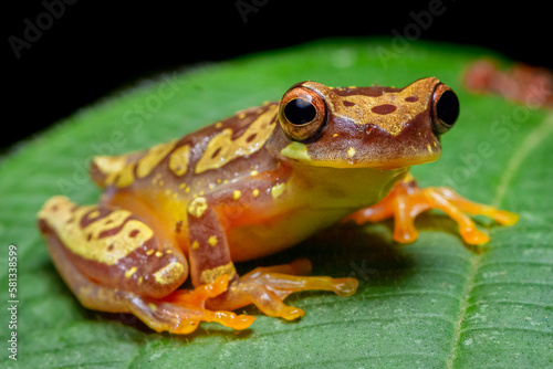 Hour Glass tree frog (Dendropsophus ebraccatus) from Costa Rica