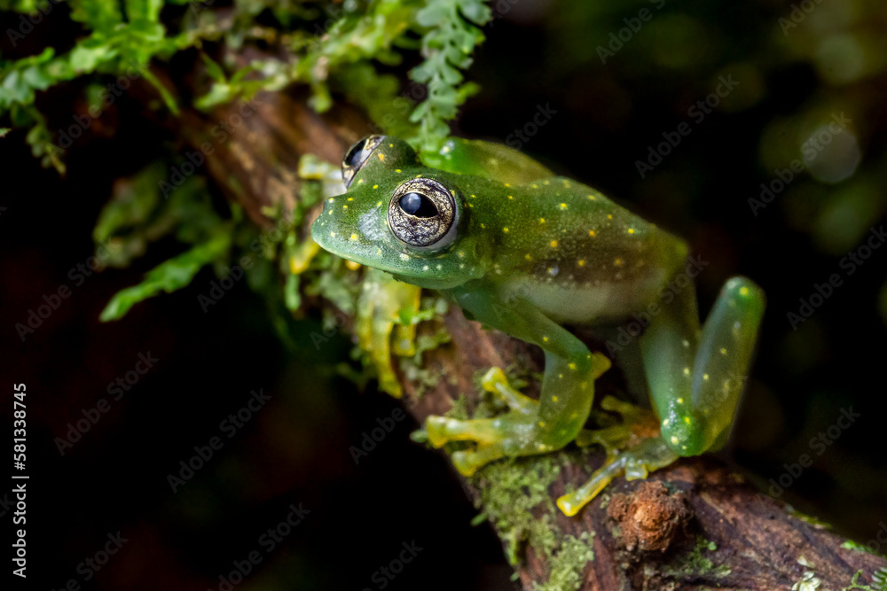 Beautiful cascade glassfrog (Sachatamia albomaculata) from Costa Rica