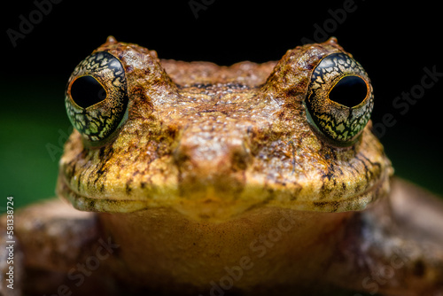 Golden spotted rain frog (Pristimantis cruentus) from Costa Rica photo