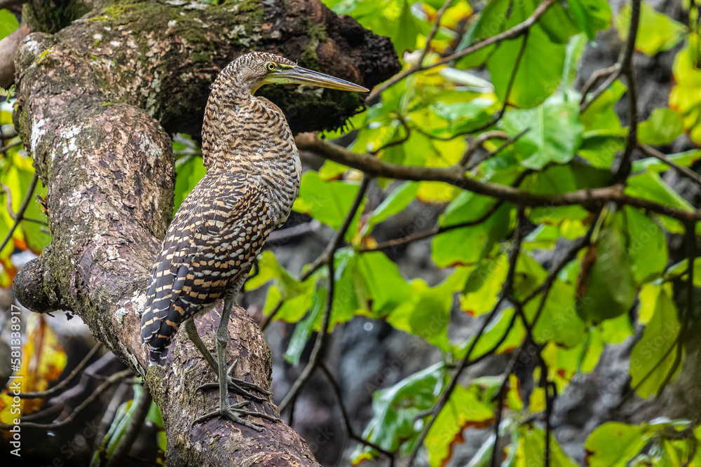 Bare-throated tiger heron (Tigrisoma mexicanum) from Costa Rica