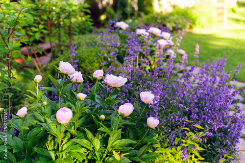 perennial flowers in summer - catmint (nepeta) and peony blooming together. Beautiful plants combination for english private garden, companion plants in landscape design