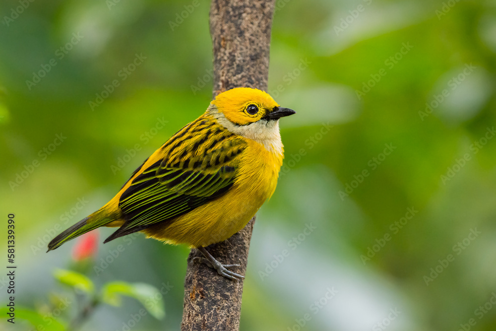 Silver throated tanager (Tangara icterocephala) Silver throated tanager (Tangara icterocephala)