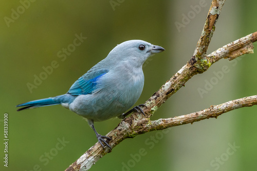 Blue-gray tanager (Thraupis episcopus) from Costa Rica