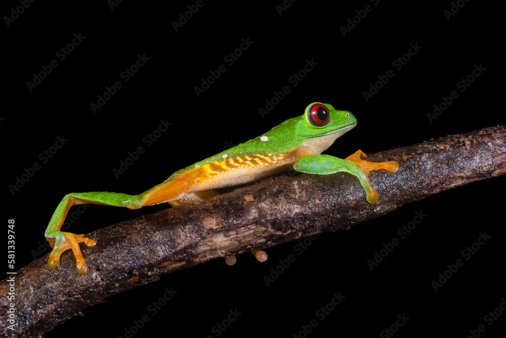 Fototapeta premium Red eyed tree frog (Agalychnis callidryas)