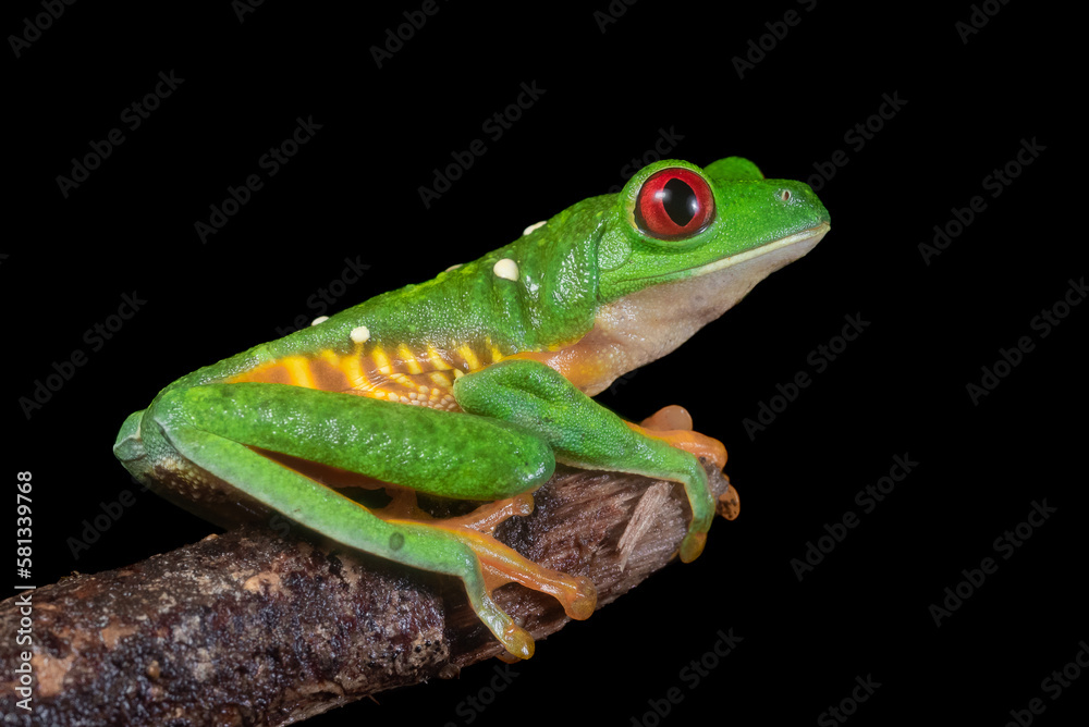 Red eyed tree frog (Agalychnis callidryas) Red eyed tree frog (Agalychnis callidryas)