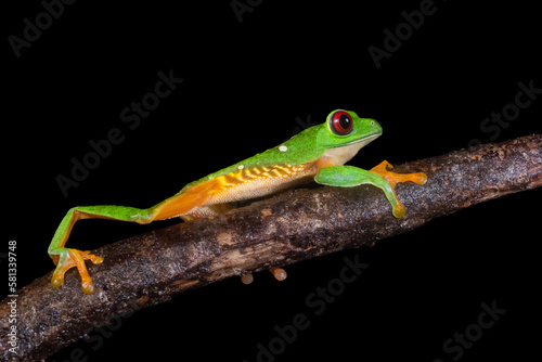 Red eyed tree frog (Agalychnis callidryas)