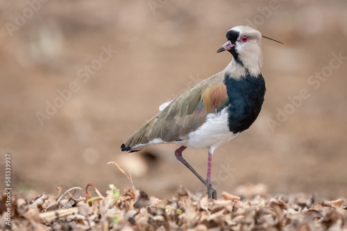 Southern lapwing from Costa Rica (Vanellus chilensis) photo