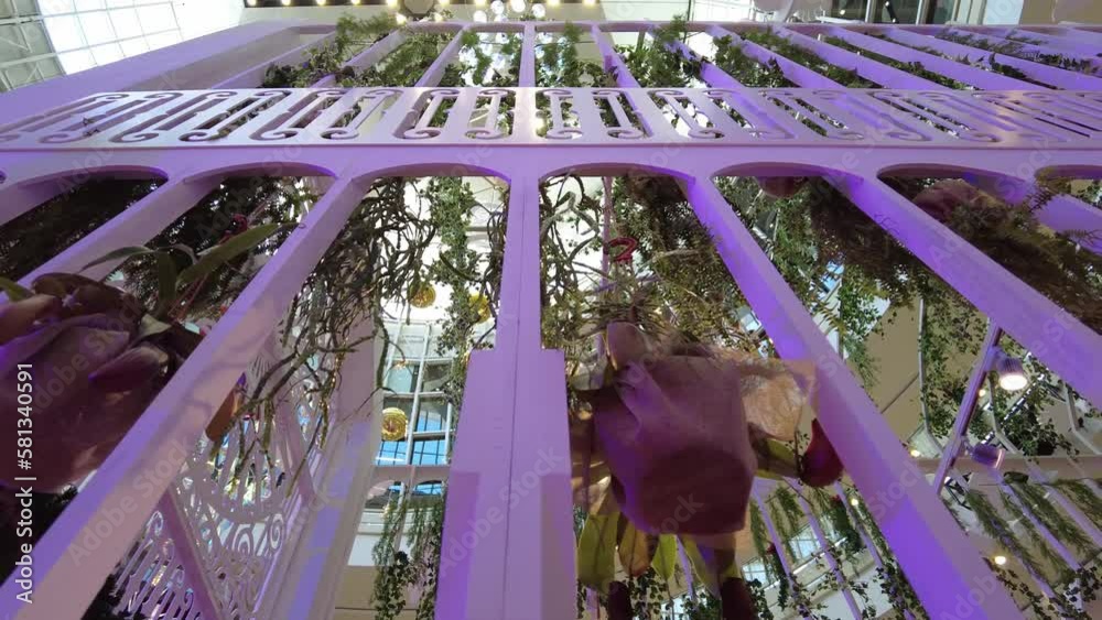 Slow sliding view the monkey cup plant indoor