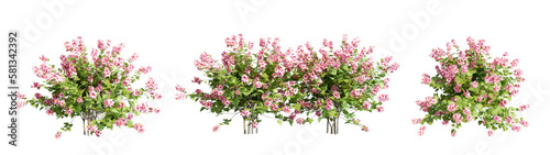 Plant and shrubs in 3d rendering isolated