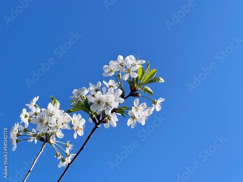 White spring cherry blossom tree flowers.