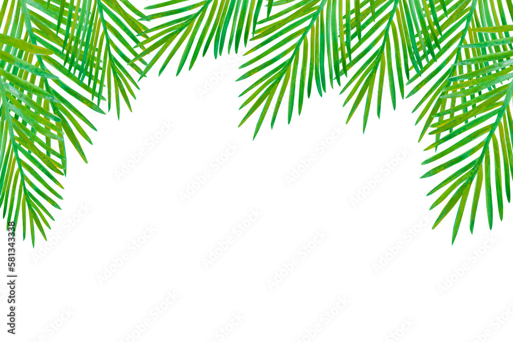 frame from green palm leaves isolated on white background.