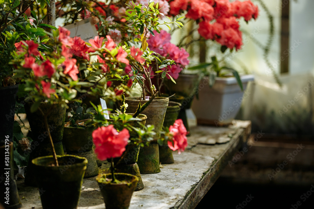 A winter greenhouse for azaleas standing on shelves in pots