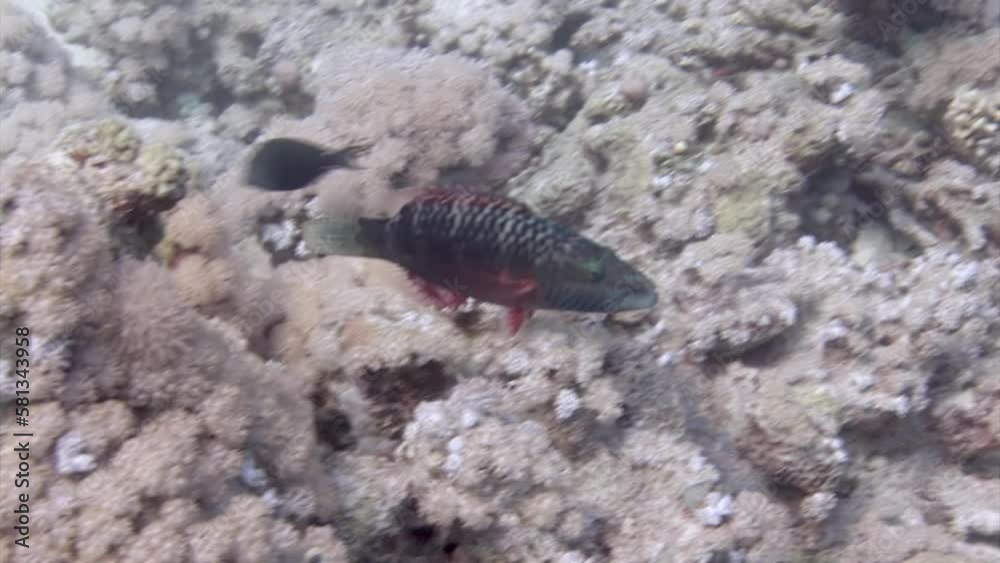 Magnificent display fish with striking colors beneath Red Sea, close to ...